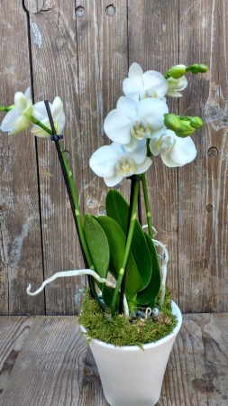 Orchidee mit Übertopf